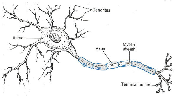 Neuron Chart